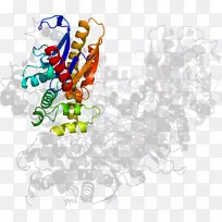 ʳ�����߼�����-��-������