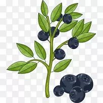 插图.手绘蓝莓-空若网 插图.手绘蓝莓-空若网