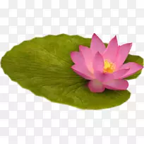 Nelumbo nucifera网络剪贴画-礼来垫-空若网 Nelumbo nucifera网络剪贴画-礼来垫-空若网