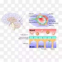 中枢神经系统血脑屏障膜.药物传递-空若网 中枢神经系统血脑屏障膜.药物传递-空若网