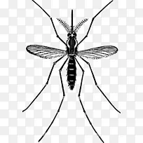 蚊虫剪贴画-蚊子-空若网 蚊虫剪贴画-蚊子-空若网