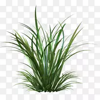 �����ֽ������-����կ��-������