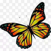 帝王蝴蝶昆虫花蝶-空若网 帝王蝴蝶昆虫花蝶-空若网