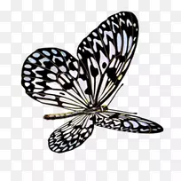 蝴蝶昆虫图标-蝴蝶-空若网 蝴蝶昆虫图标-蝴蝶-空若网