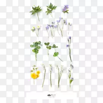 花卉载体-三叶草花卉植物材料-空若网 花卉载体-三叶草花卉植物材料-空若网
