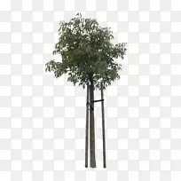 »¨Å迳Ê÷-¿ÕÈôÍø »¨Å迳Ê÷-¿ÕÈôÍø