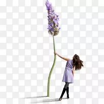化妆品花卉设计薰衣草切花-目标-空若网 化妆品花卉设计薰衣草切花-目标-空若网