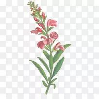 切花叶植物茎叶-空若网 切花叶植物茎叶-空若网