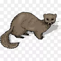 雪貂须-空若网 雪貂须-空若网