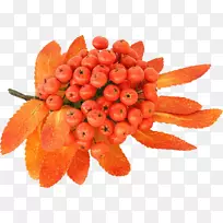 浆果山灰剪贴画-深秋-空若网 浆果山灰剪贴画-深秋-空若网