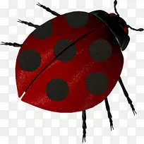 瓢虫七斑瓢虫益虫甲虫-空若网 瓢虫七斑瓢虫益虫甲虫-空若网