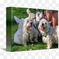 ����ŵά����Ȯ˹����Ȯ������Ȯŵ������Ȯ-������