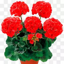 ���ÿ�-���ާ�֧ݧ�ߧ��֧�ѧ��֧ߧڧ񿪻�ֲ��-������