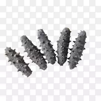 白黑海参-空若网 白黑海参-空若网