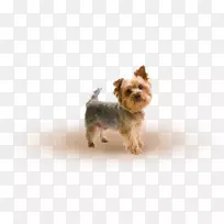 约克郡猎犬,马耳他小狗,爱雷德尔犬,西高地白狗-约克郡猎犬-空若网 约克郡猎犬,马耳他小狗,爱雷德尔犬,西高地白狗-约克郡猎犬-空若网