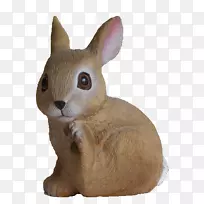 家养野兔须、鼻子动物-毫米-空若网 家养野兔须、鼻子动物-毫米-空若网