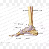 手指足三角韧带解剖-人-空若网 手指足三角韧带解剖-人-空若网