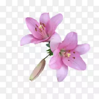 百合切花花瓣花-空若网 百合切花花瓣花-空若网