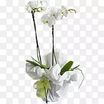 飞蛾兰切花-空若网 飞蛾兰切花-空若网