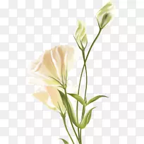 花卉设计-花卉-空若网 花卉设计-花卉-空若网