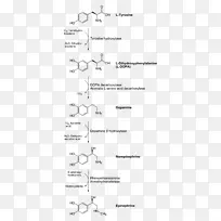 儿茶酚胺去甲肾上腺素生物合成多巴胺酪氨酸-空若网 儿茶酚胺去甲肾上腺素生物合成多巴胺酪氨酸-空若网