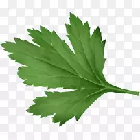 Ò¶²ÝÊ÷-Ò¶-¿ÕÈôÍø Ò¶²ÝÊ÷-Ò¶-¿ÕÈôÍø