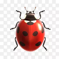 ���������-β��-������