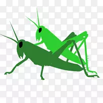 蝗虫病虫害剪贴画-蝗虫-空若网 蝗虫病虫害剪贴画-蝗虫-空若网
