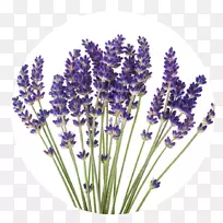 Ó¢¹úÞ¹Ò²ÝÉãÓ°»¨»ÜÖ²Îï·¨¹úÞ¹Ò²ݻ¨-¿ÕÈôÍø Ó¢¹úÞ¹Ò²ÝÉãÓ°»¨»ÜÖ²Îï·¨¹úÞ¹Ò²ݻ¨-¿ÕÈôÍø