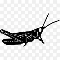 蝴蝶昆虫蝗虫贴花翅蝶-空若网 蝴蝶昆虫蝗虫贴花翅蝶-空若网