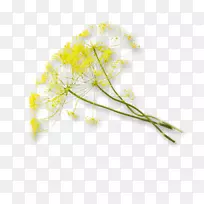 开花植物茎茴香-空若网 开花植物茎茴香-空若网