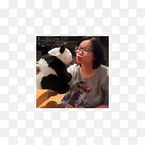 波士顿猎犬斗牛犬繁殖鼻子耳-空若网 波士顿猎犬斗牛犬繁殖鼻子耳-空若网