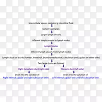 淋巴系统解剖胸导管淋巴管-空若网 淋巴系统解剖胸导管淋巴管-空若网
