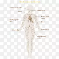 淋巴系统人工淋巴引流免疫系统淋巴管-空若网 淋巴系统人工淋巴引流免疫系统淋巴管-空若网