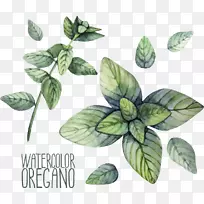 ²Ý±¾Å£ÖÁË®²Ê»²åͼ-±¡ºÉÖ²Îï-¿ÕÈôÍø ²Ý±¾Å£ÖÁË®²Ê»²åͼ-±¡ºÉÖ²Îï-¿ÕÈôÍø