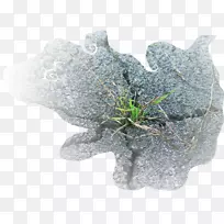 叶树-叶-空若网 叶树-叶-空若网