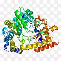 蛋白质kyat1d-氨基酸氧化酶激活转氨酶-酶-空若网 蛋白质kyat1d-氨基酸氧化酶激活转氨酶-酶-空若网