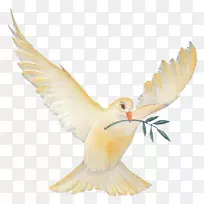 喙类动物羽毛-空若网 喙类动物羽毛-空若网