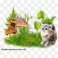 ����Сè����Ұ������Сè-������