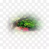 桌面壁纸树电脑壁纸树-空若网 桌面壁纸树电脑壁纸树-空若网