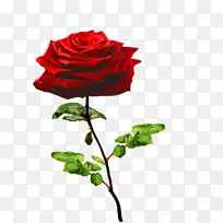 花园玫瑰情人节花卉设计-情人节-空若网 花园玫瑰情人节花卉设计-情人节-空若网