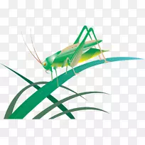 ����ȳ���̹�ľ��������-������