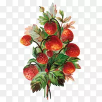 ��ݮ��ʳ-������