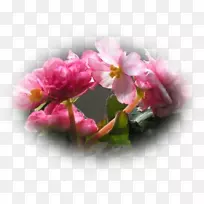 块茎秋海棠生长秋海棠花植物-空若网 块茎秋海棠生长秋海棠花植物-空若网