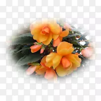 花卉设计切花秋海棠花束-空若网 花卉设计切花秋海棠花束-空若网