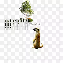 马下载-南非猫鼬-空若网 马下载-南非猫鼬-空若网