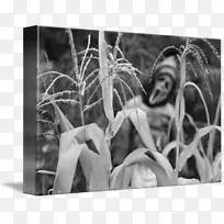 ԭľ��Ӱ��-������