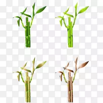 热带木本竹子水彩画草设计-空若网 热带木本竹子水彩画草设计-空若网