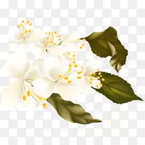 花卉桌面壁纸奥格里斯剪贴画-花-空若网 花卉桌面壁纸奥格里斯剪贴画-花-空若网