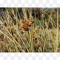 香根草植物群落-空若网 香根草植物群落-空若网